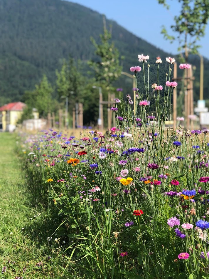 Hydroosev a spevňovanie svahu